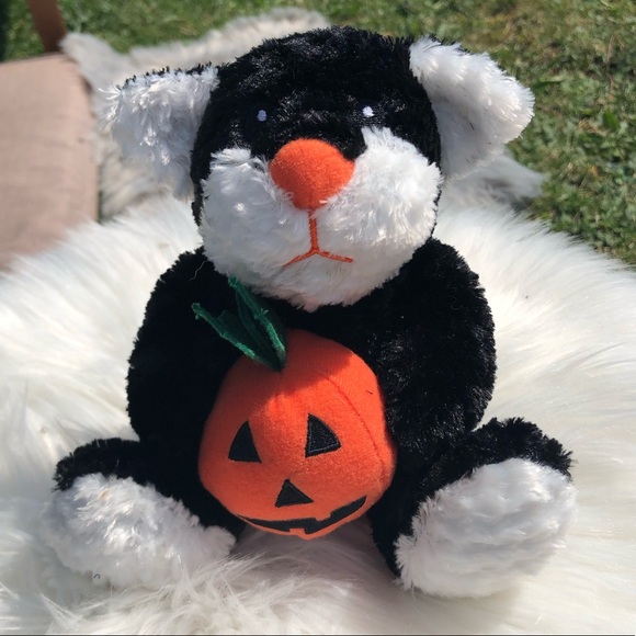 Black and white cat with Jack o lantern - Picture 1 of 4